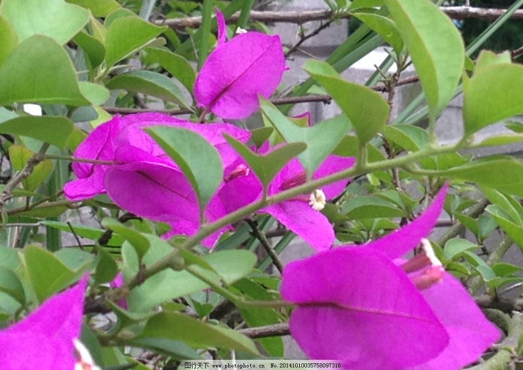 紫叶花 紫色花 花卉 花树 背景 风景 自然风光 摄影