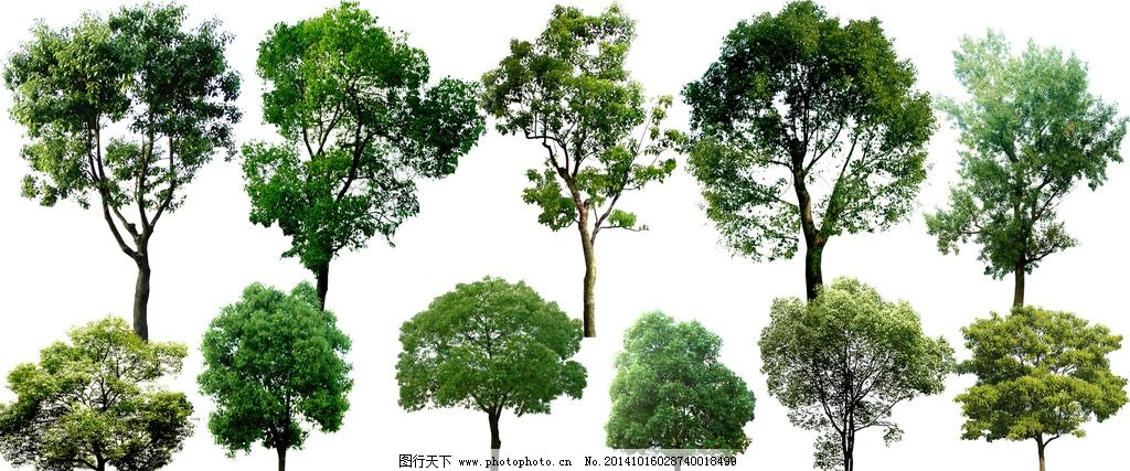 乔木 绿化树种图片,绿化树木 景观后期 环境设计