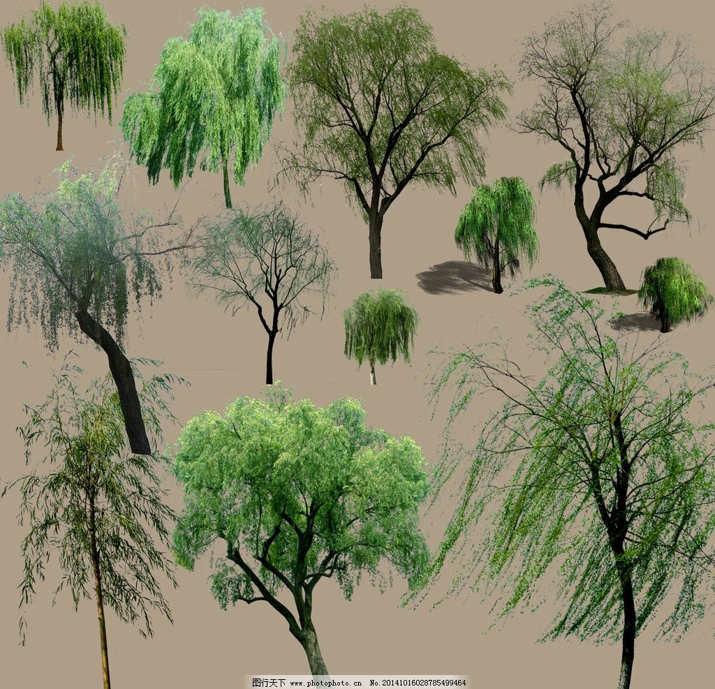 柳树素材图片