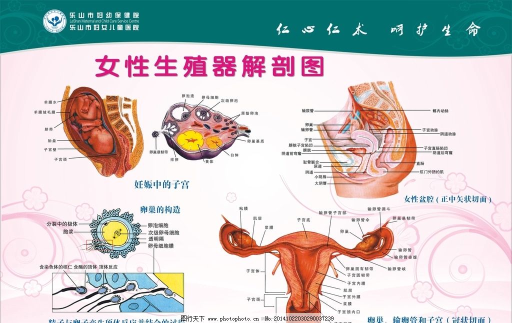 女性生殖器剖面图图片