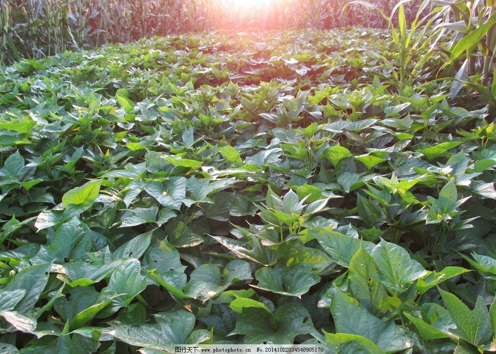 红薯地清晨美景图片