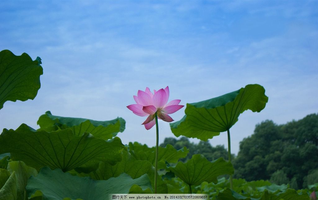 莲花壁纸