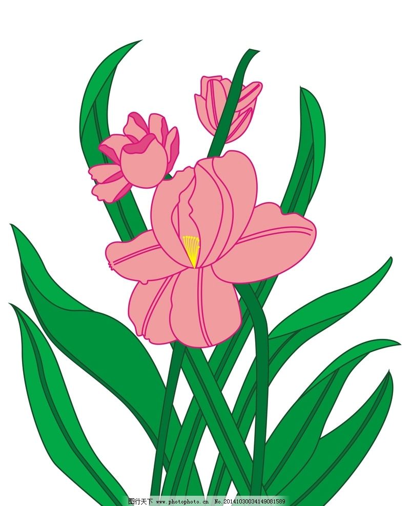 树藤 花朵 植物 绿植 花草