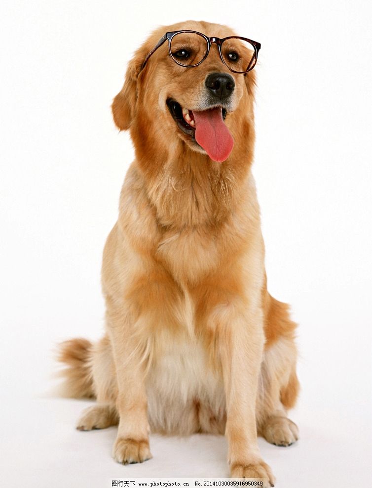 金黄狗高清图图片_家禽家畜_生物世界_图行天