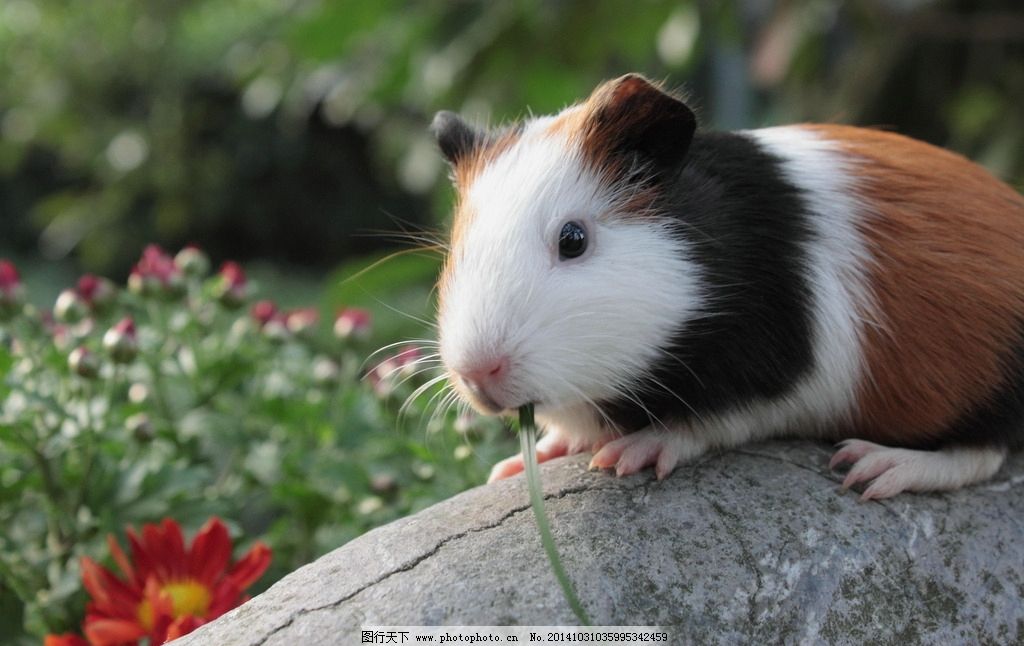 荷兰鼠图片_家禽家畜_生物世界_图行天下图库