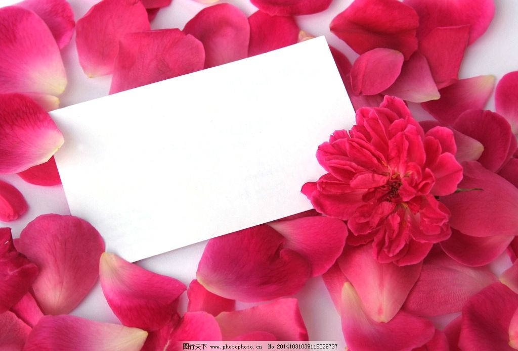 玫瑰花瓣卡片图片