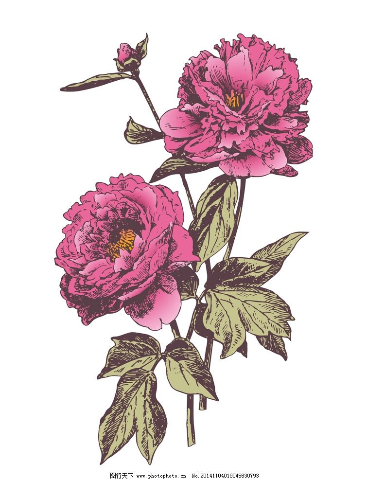 牡丹 牡丹花 花朵 植物 手绘 手绘植物 复古 欧式 欧式风格 古典 花卉