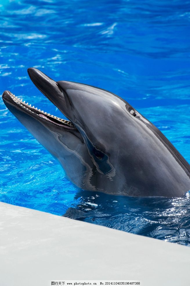 海豚 动物 海洋生物 大海 保护动物 野生动物 生物世界 鱼类 摄影_动物世界 海豚 动物 海洋生物 大海 保护动物 野生动物 生物世界 鱼类 摄影