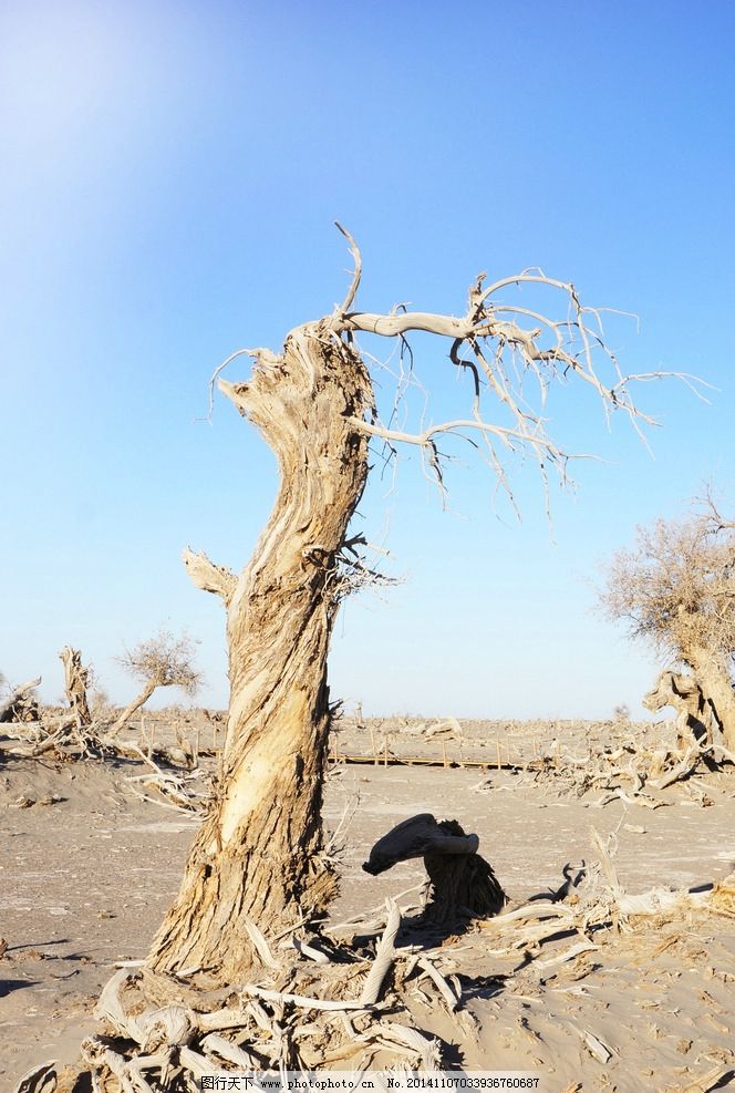 永远的胡杨林图片,死胡杨树 怪树林 沙漠 戈壁 