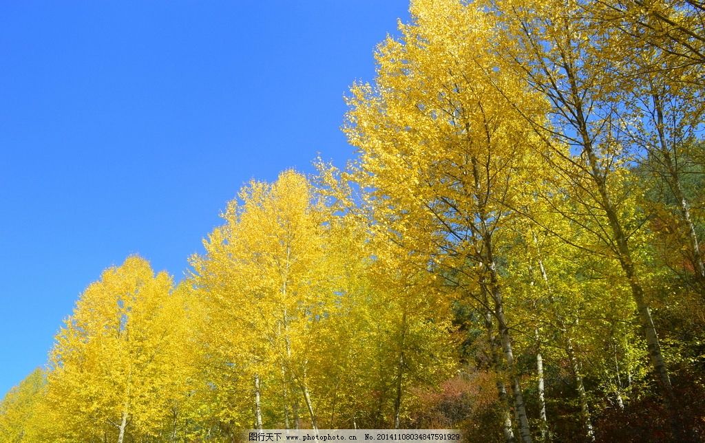 优美杨林 风景优美 美丽风光 乔木 杨柳 药用植物 胡杨 树木