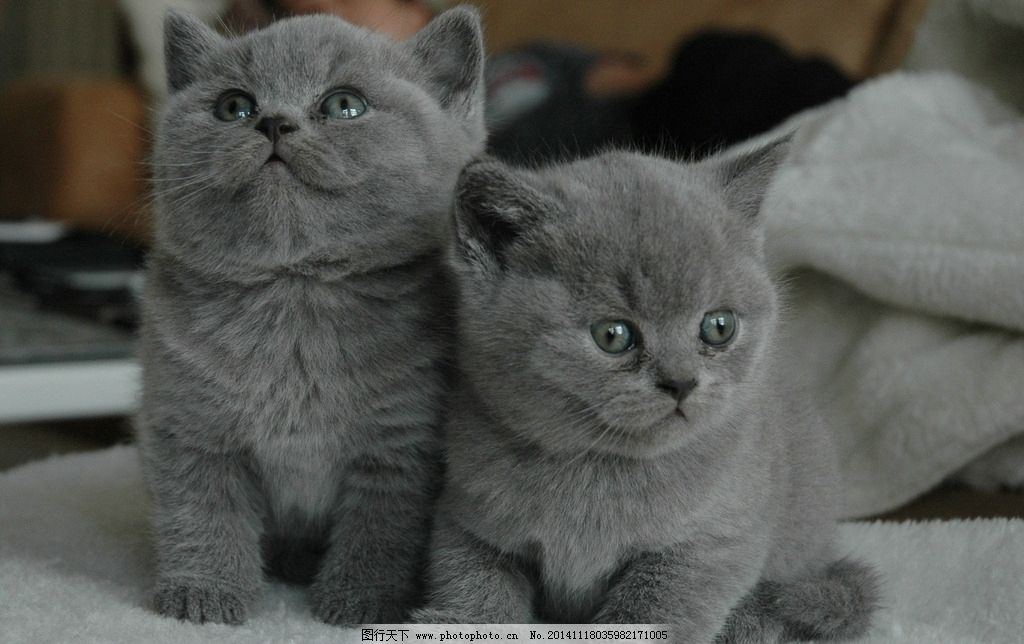 两只小灰猫图片