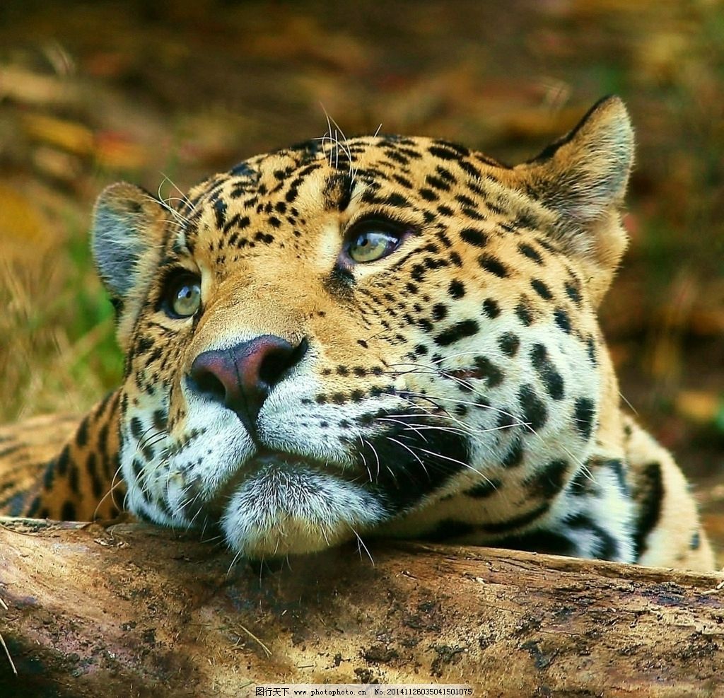 粘土手工制作卡通仙人掌_花草彩泥_巧巧手幼儿手工网