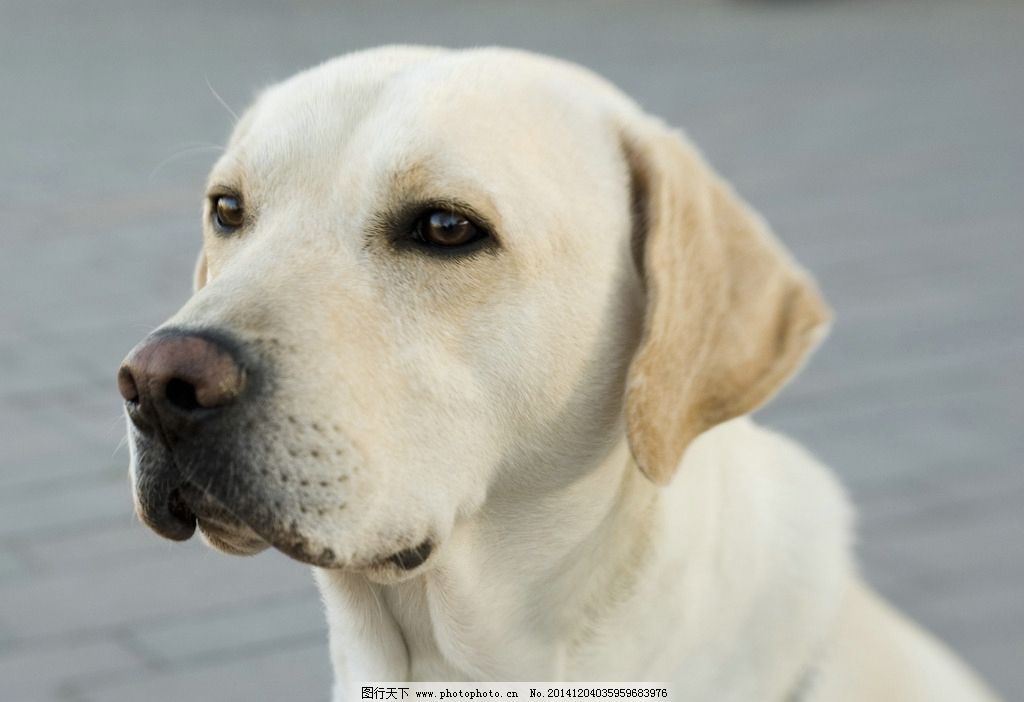 大狗配小狗小狗疼的直叫视频|农村土狗配种|大狗配小狗小狗疼|有大狗有小狗 小狗不应该 - 原创文章网