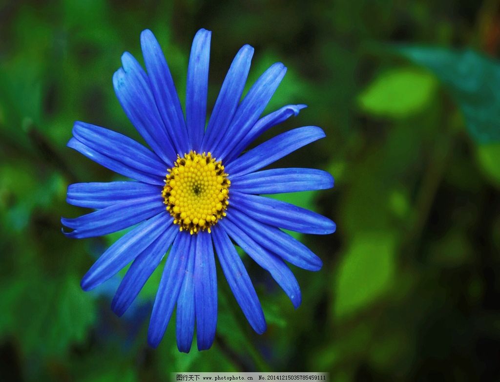 深蓝色的花卉植物特写摄影高清jpg图片免费下载_编号153hlknkz_图精灵