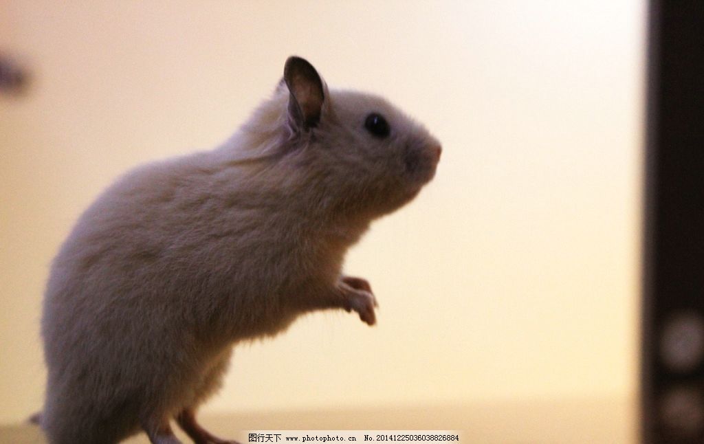 仓鼠图片