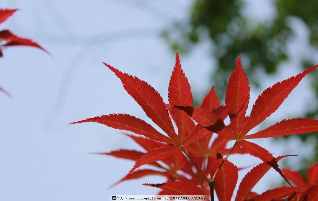 壁纸 枫叶 红枫 花树 桌面 1024_646图片