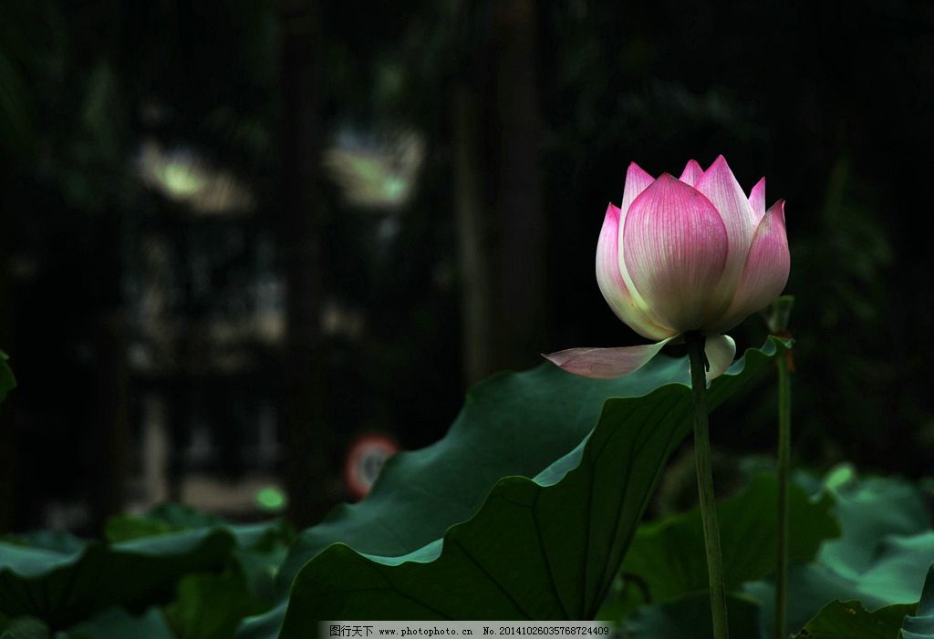 荷花池商场太子参购销平稳
