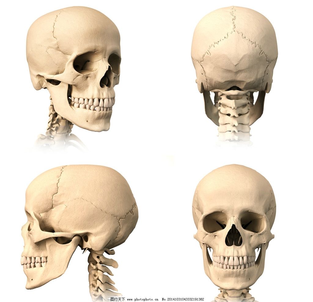实物医学真实人体骨骼模型 人体骨架头骨骷髅可医用模型-男人模型库-Cinema 4D(.c4d)模型下载-cg模型网
