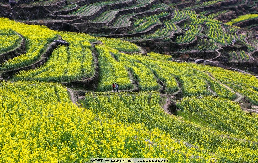 覆卮山梯田油菜花图片