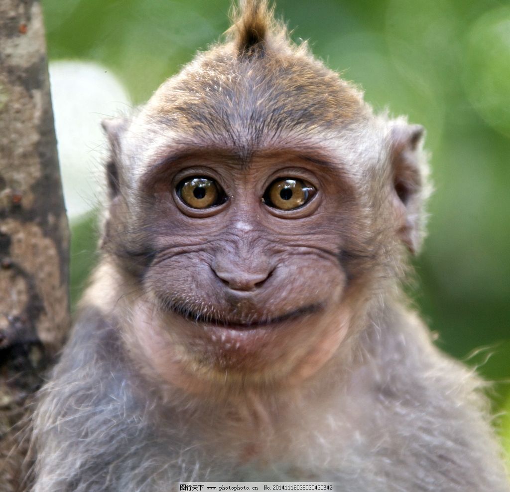 野生动物：斯里兰卡猕猴-纪录片-全集-高清独家在线观看-bilibili-哔哩哔哩