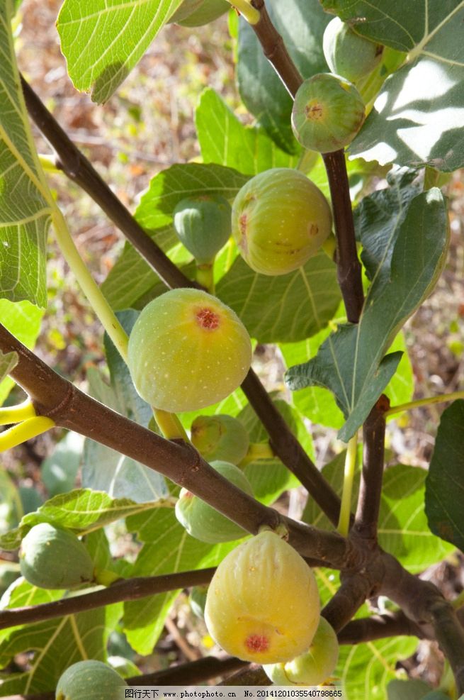 七绝· 无花果 湖南常德 吉翁【习作1824平水韵】